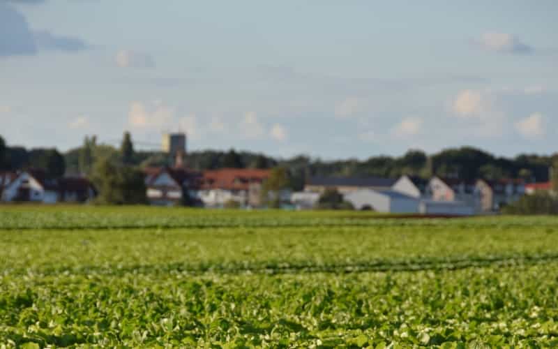 Salatfeld am Boxberg in Nürnberg